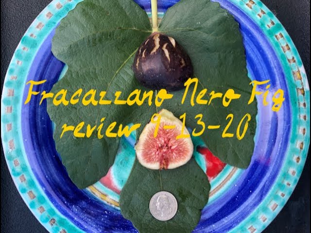 小果迷-种植爱好者交流互动平台