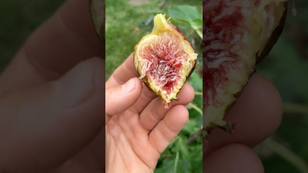 小果迷-种植爱好者交流互动平台