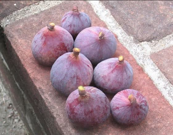 小果迷-种植爱好者交流互动平台