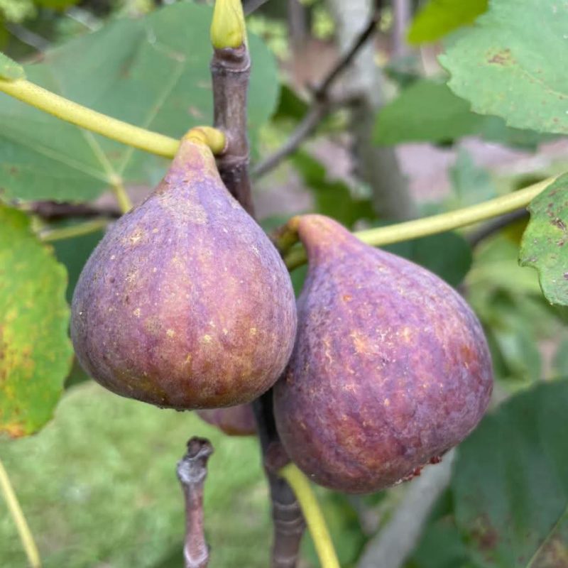 小果迷-种植爱好者交流互动平台