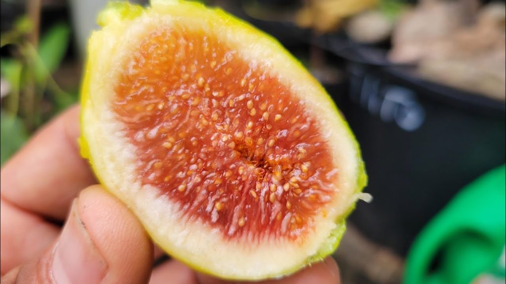 小果迷-种植爱好者交流互动平台