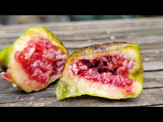 小果迷-种植爱好者交流互动平台