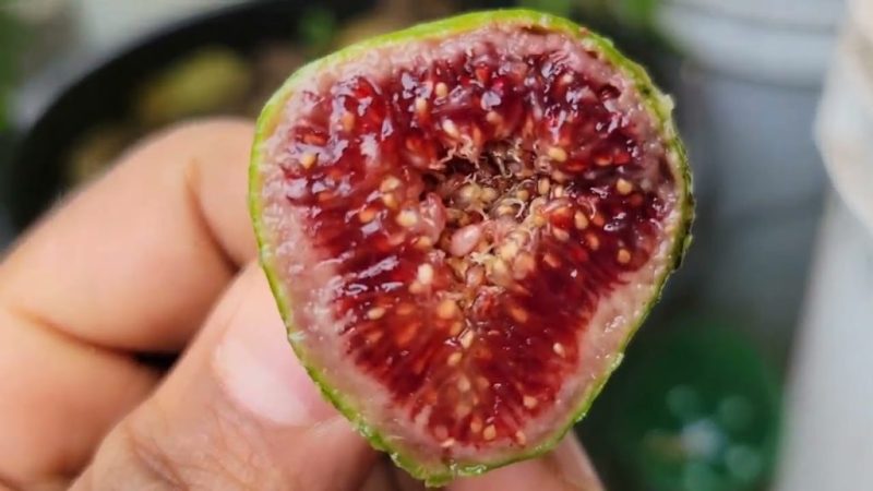 小果迷-种植爱好者交流互动平台