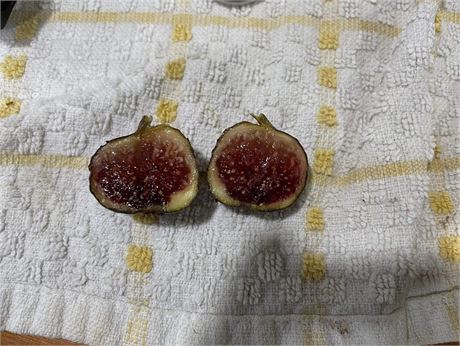 1a411d38-164c-49af-82a6-df20726b31fa_fullsize