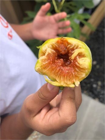 小果迷-种植爱好者交流互动平台