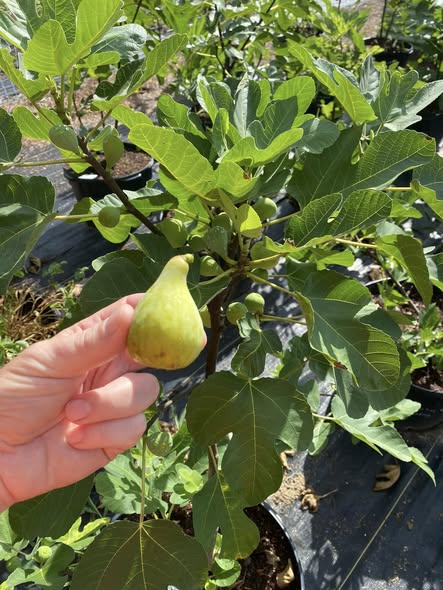 471779214_122192815532244568_8973485107823233428_n