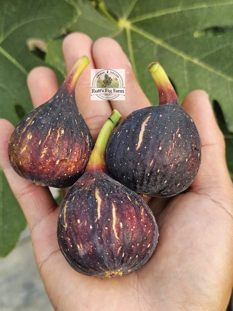 小果迷-种植爱好者交流互动平台