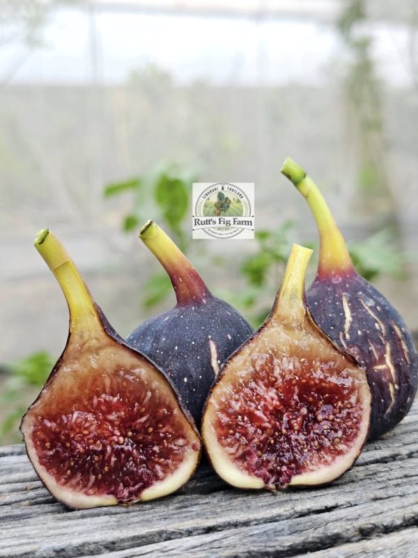 小果迷-种植爱好者交流互动平台