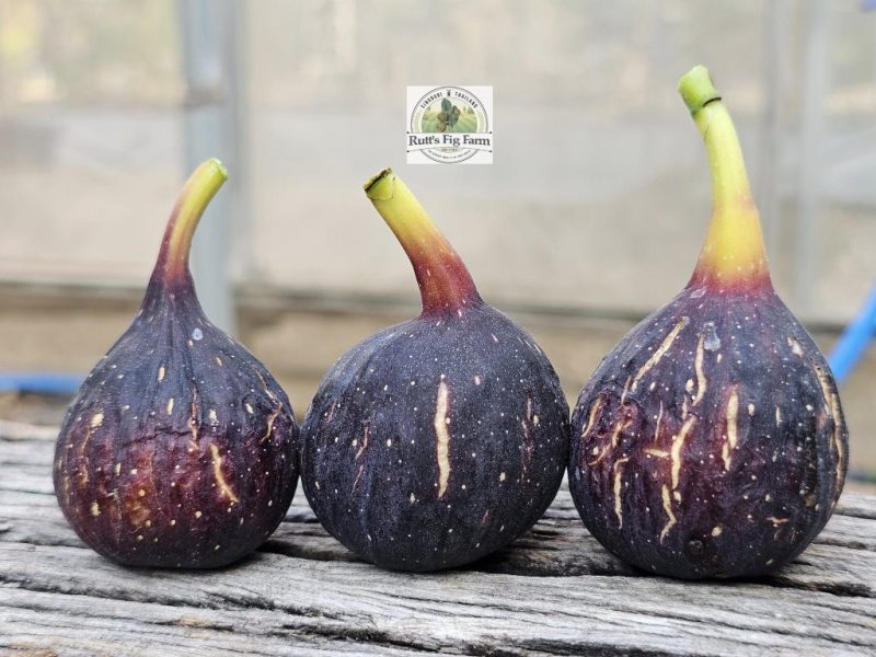 小果迷-种植爱好者交流互动平台