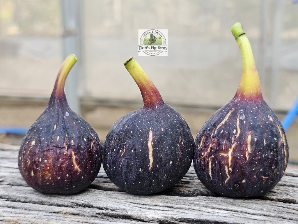 小果迷-种植爱好者交流互动平台