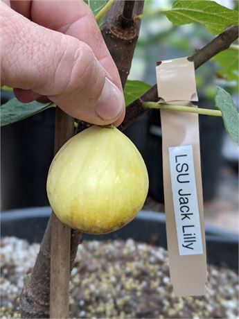 小果迷-种植爱好者交流互动平台