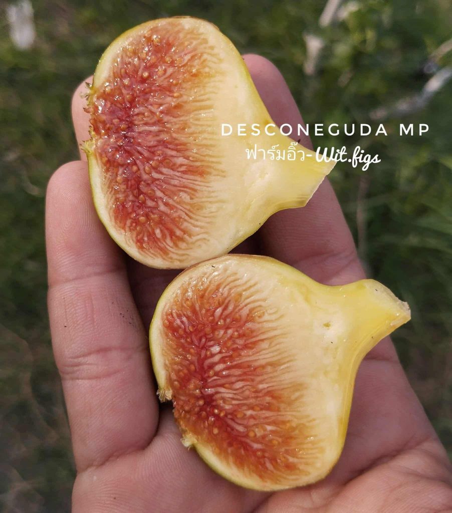未知4号 Desconeguda4  MP(喜爱无花果）-小果迷