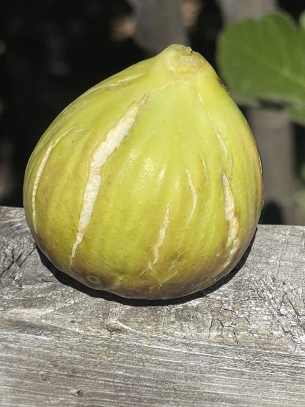 小果迷-种植爱好者交流互动平台