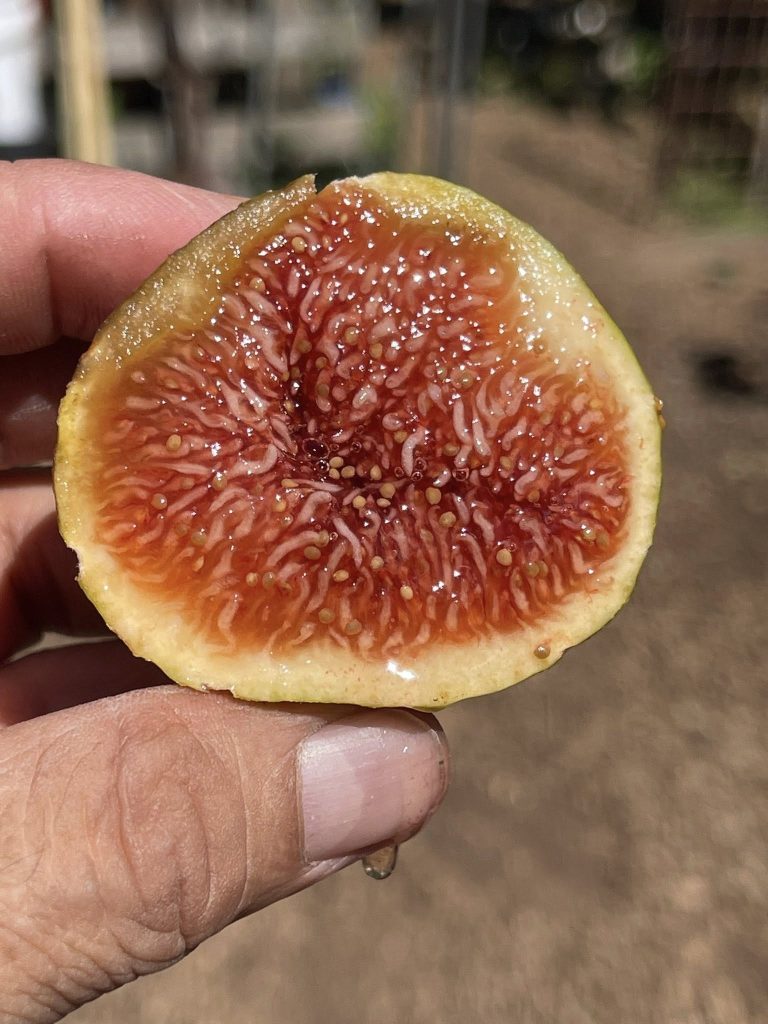 小果迷-种植爱好者交流互动平台