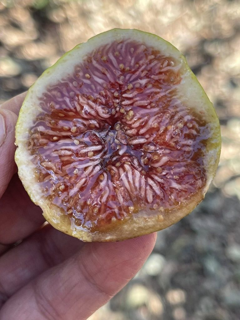 小果迷-种植爱好者交流互动平台