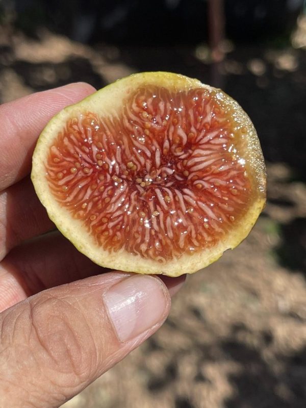 小果迷-种植爱好者交流互动平台