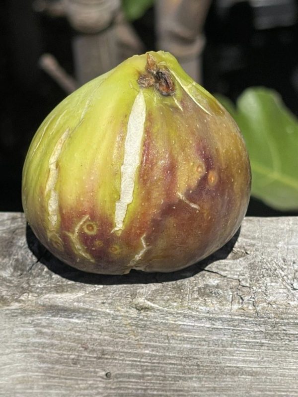 小果迷-种植爱好者交流互动平台