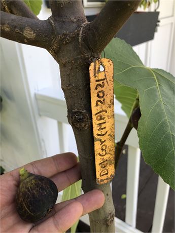 917f0e37-3919-4032-bbc2-b64b58912913_fullsize