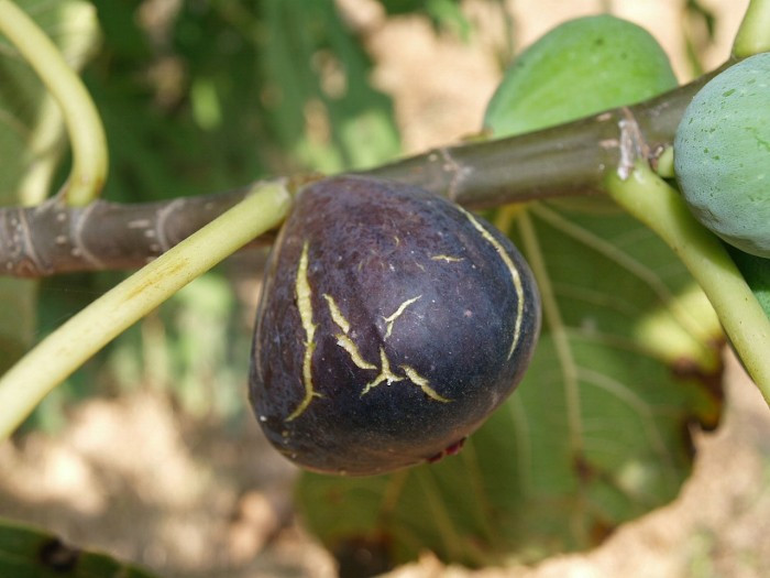 小果迷-种植爱好者交流互动平台