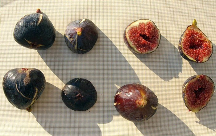 小果迷-种植爱好者交流互动平台