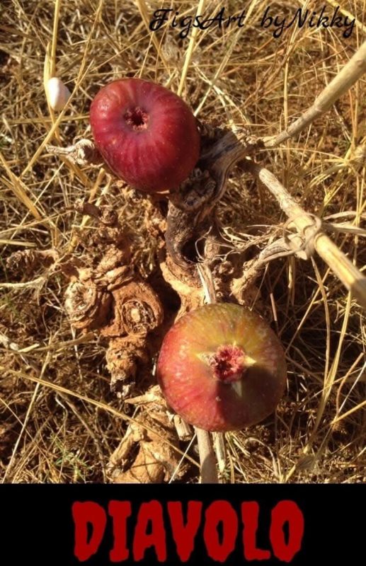 小果迷-种植爱好者交流互动平台