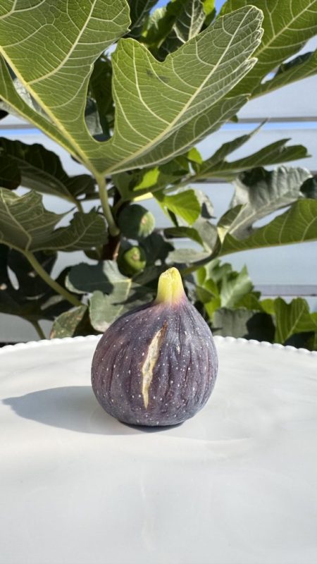 冬天里黑皮红肉的早山口-小果迷