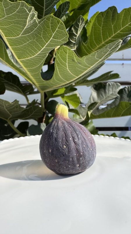 冬天里黑皮红肉的早山口-小果迷