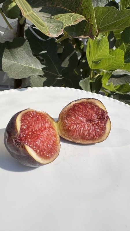 冬天里黑皮红肉的早山口-小果迷