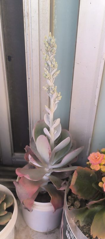 多肉＆长寿花-小果迷