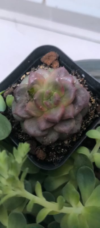 多肉＆长寿花-小果迷