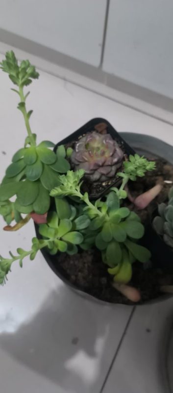 多肉＆长寿花-小果迷