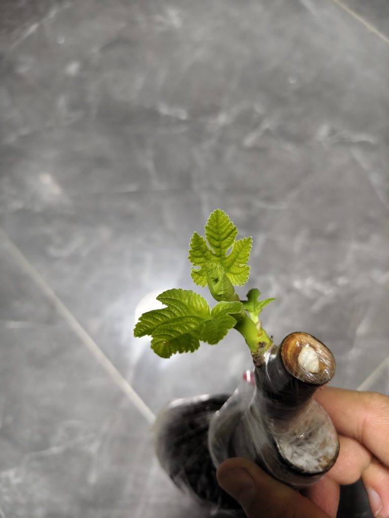 评论图片-小果迷