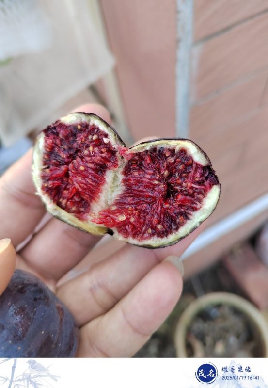 晒果啦！！！-小果迷