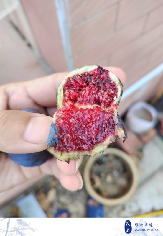 晒果啦！！！-小果迷