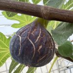 Jy梦想花园的头像-小果迷