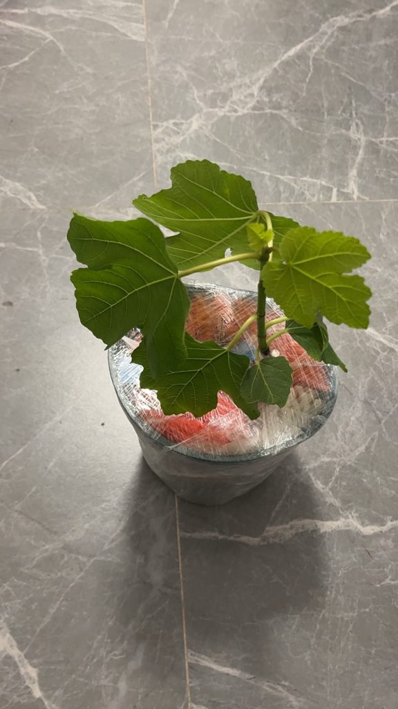 评论图片-小果迷