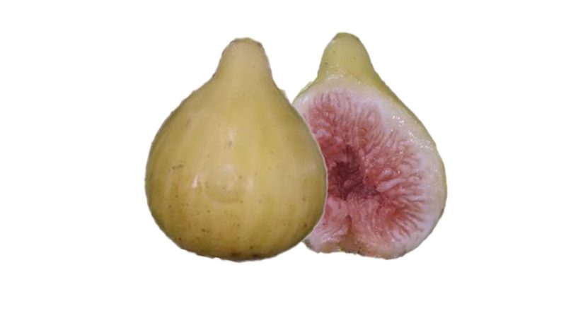 小果迷-种植爱好者交流互动平台