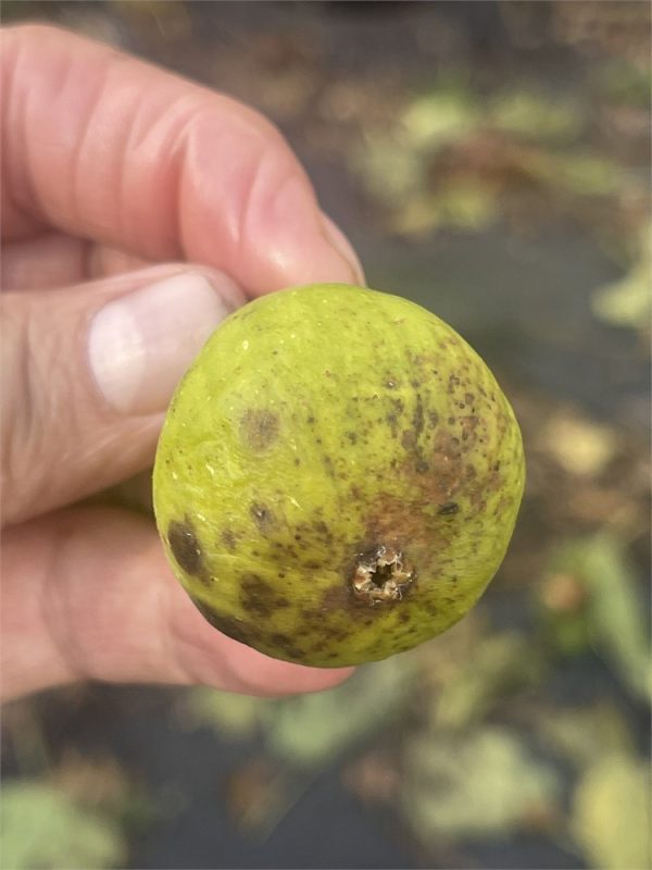 小果迷-种植爱好者交流互动平台