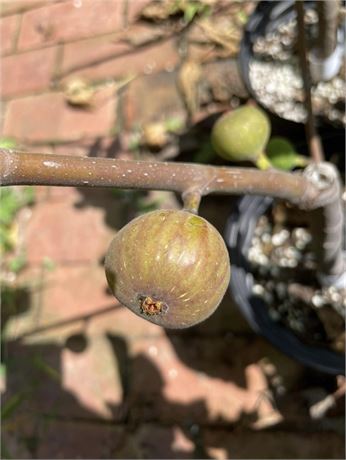 ce76ce95-0379-46ce-bc52-8d0a86683453_fullsize