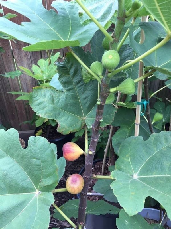 小果迷-种植爱好者交流互动平台