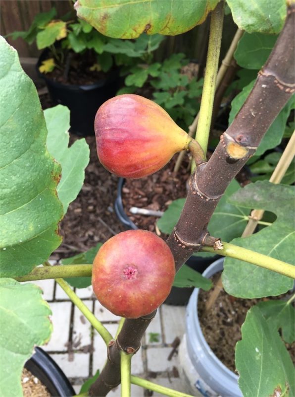 小果迷-种植爱好者交流互动平台