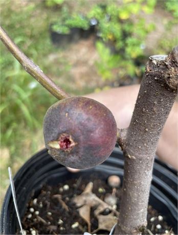 fcc0dbcd-8e2e-4b90-9671-df9a4a72fd85_fullsize