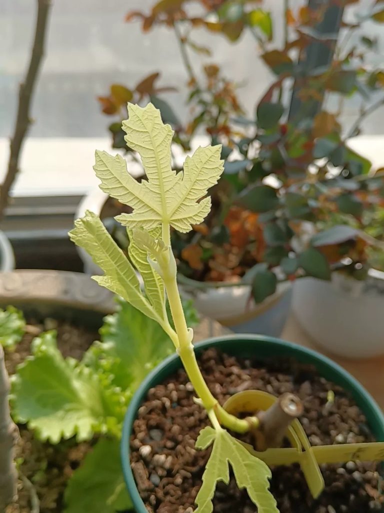 评论图片-小果迷