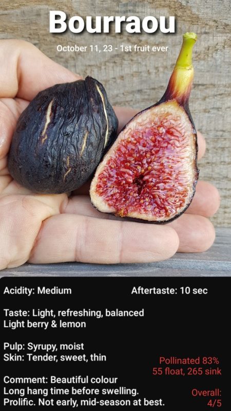 81.博罗奥     Borroau FDM （Vinnyfigs.UK）-小果迷