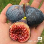 风华的头像-小果迷