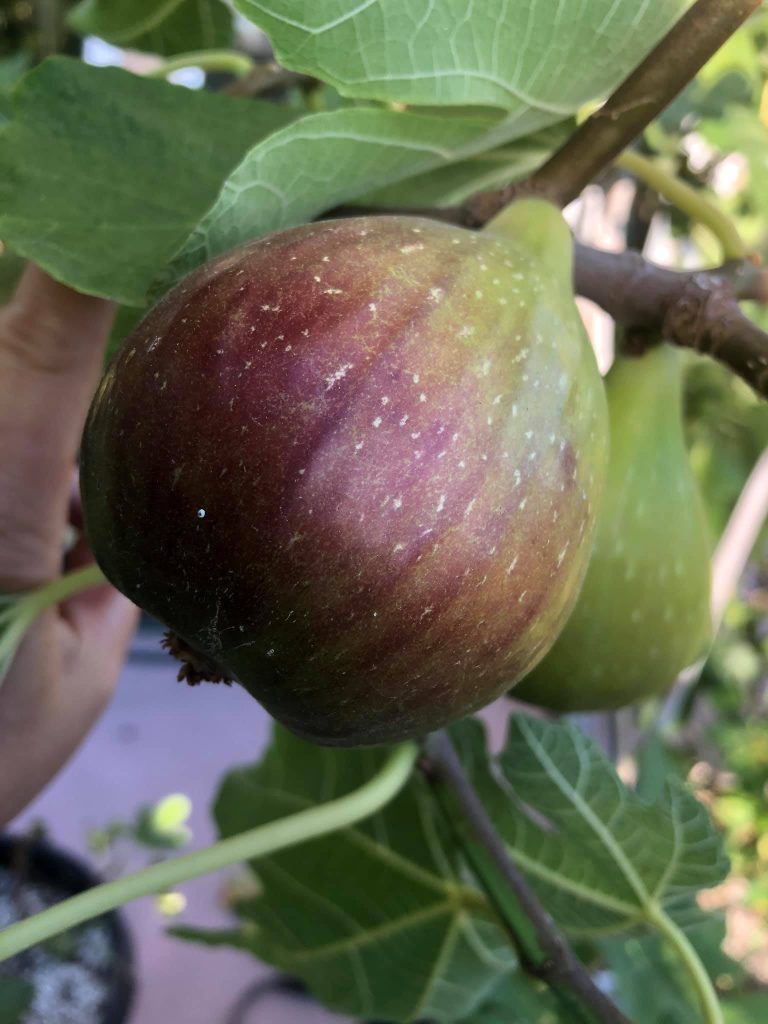小果迷-种植爱好者交流互动平台