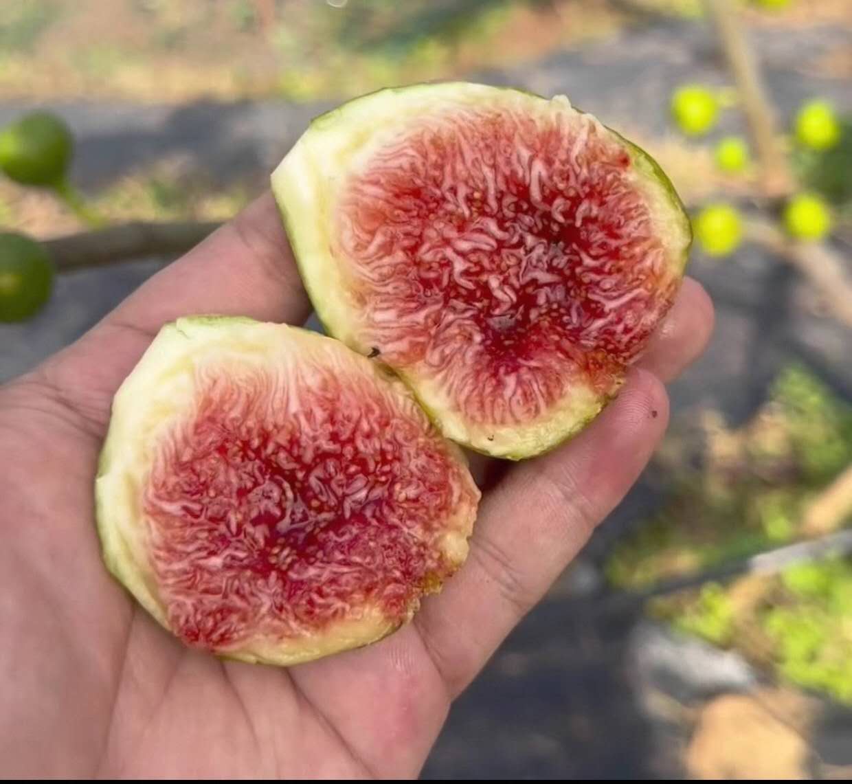 阿尔巴7号   ALB7 （蜜之源大师）-小果迷