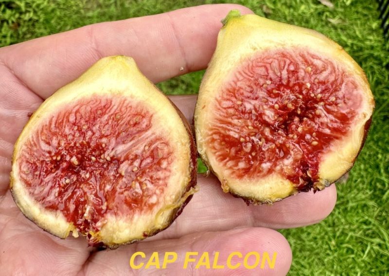 小果迷-种植爱好者交流互动平台