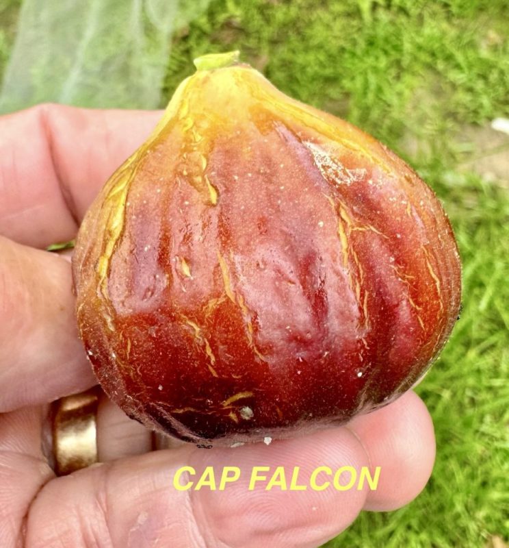 小果迷-种植爱好者交流互动平台