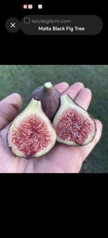 小果迷-种植爱好者交流互动平台